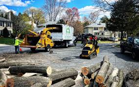 Best Tree Disease Treatment  in Citrus Heights, CA