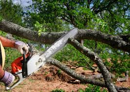 Best Tree Removal  in Citrus Heights, CA