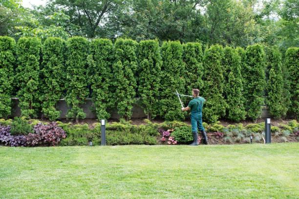 Tree and Shrub Care in Citrus Heights, CA