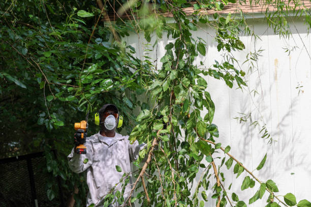 How Our Tree Care Process Works  in  Citrus Heights, CA