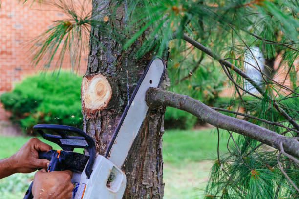Best Firewood Processing and Delivery  in Citrus Heights, CA